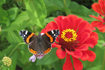 Admiral butterfly (vanessa atalanta) on a red zinnia flower in a green garden on a summer day