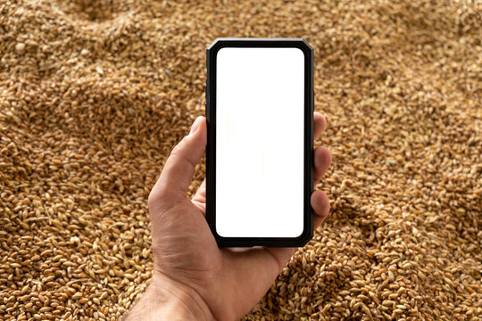 Smartphone in hand on the background of harvested grain