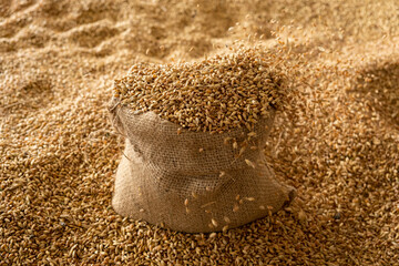 Harvested wheat grain in a linen sack