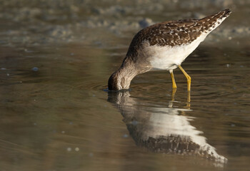 Wood Sandpiper feeding  at Asker marsh with reflection on water, Bahrain