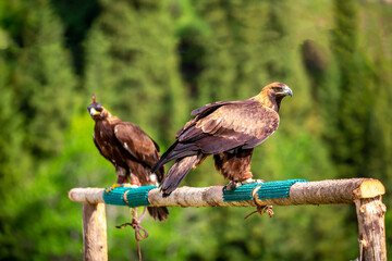 Golden eagle close up. The eagle sits on a perch against the backdrop of green mountains. The bird of prey hunts its prey. Falcon hunting. National tradition of Asia. Kazakhstan