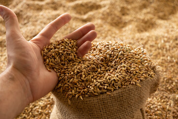 Harvested wheat grain in a linen sack
