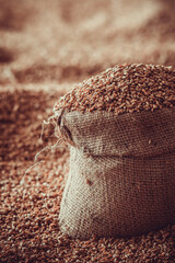 Harvested wheat grain in a linen sack