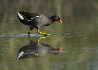 Common Moorhen at Asker marsh with dramatic reflection, Bahrain .