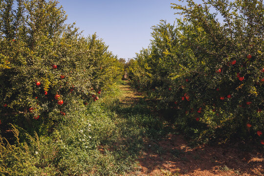 Pomegranate trees on a farm in Limassol District in Cyprus island country
