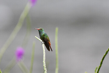 Hummingbird
