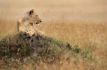 A subadult lioness resting on the top of a mound, Masai Mara, Kenya