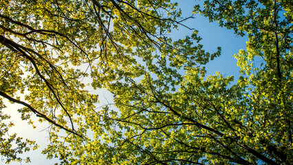 Fototapeta premium Beautiful trees set against the blue sky. Sunny day at the autumn forest.