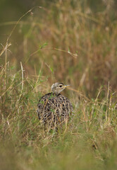 White-Bellied Bustard in the grassland of Masai Mara, Kenya