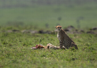 Cheetah with cubs feeding on kill at Masai Mara, Kenya