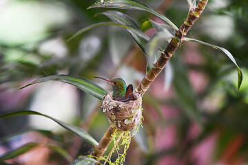 Hummingbird Nest © Switch Lab