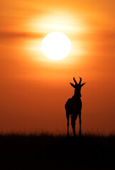 Silhouette of Topi during sunrise at Masai Mara, Kenya