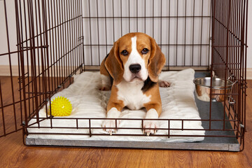 The beagle dog is lying in a cage. Wire crate for keeping and safe transportation of pets. - obrazy, fototapety, plakaty