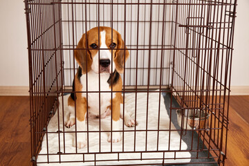 The beagle dog is sitting in an iron pet cage in the apartment. A wire box for keeping an animal. 