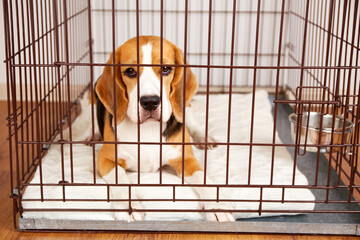 The beagle dog lies in a closed pet cage at home. 