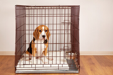 The sad beagle dog is sitting in an iron pet cage in the apartment. A wire box for keeping an animal. 