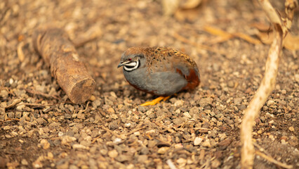 King quail, sits on the forest floor, Asian blue quail, Coturnix shininess