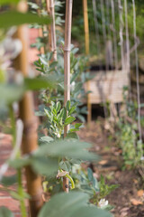 Bean sprouts tied to sticks. Food.