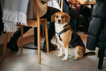 Fototapeta na wymiar a cute dog sits at a table in a cafe