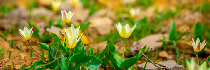 Spring flowers under the rays of sunlight. Snowdrops close-up. Beautiful landscape of nature. Hi spring. Beautiful flowers on a green meadow.