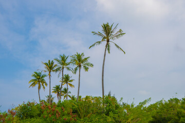 Fototapeta na wymiar coconut palm tree in the tropical island with blue sky and white sandy beaches