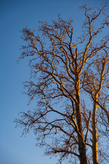 Obraz premium Naked branches of a tree against blue sky in afternoon light