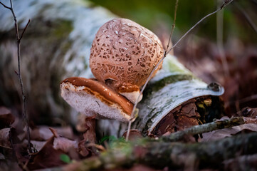 mushroom groing on white tree.