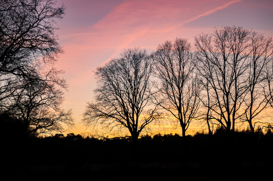 beatifull sunset near the nature reserver the Maashorst in the Netherlands.