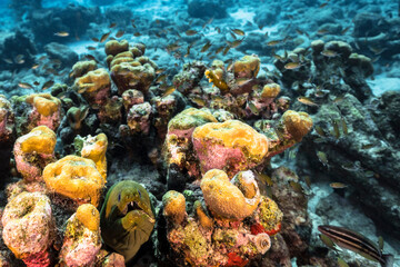 Naklejka na ściany i meble Seascape with Green Moray Eel in the coral reef of the Caribbean Sea