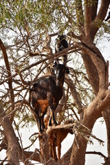 Fototapeta na wymiar when you are standing on a tree the perspective of looking becomes different. goat