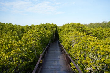 Fototapeta na wymiar Mangroves de la forêt de Pranburi, sud de la Thailande, près de Hua Hin province de Prachuap Khiri Khan