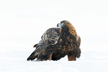Golden eagle (Aquila chrysaetos)