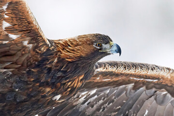 Golden eagle (Aquila chrysaetos)