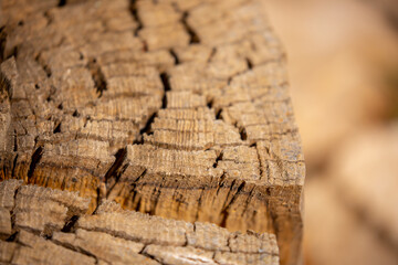 The texture of the stump in the cut. Cutting down trees for firewood.