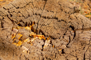 The texture of the stump in the cut. Cutting down trees for firewood.