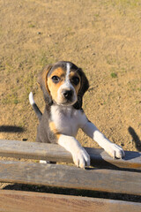 Portrait of a young tricolor beagle puppy in the park