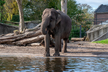 Fototapeta na wymiar Front View Elephant Drinking Water At Amsterdam The Netherlands 8-11-2022