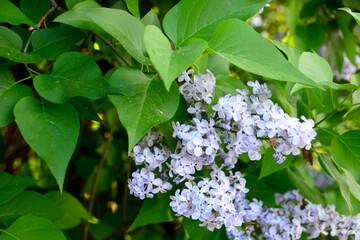 blooming lilac bush with blue flowers and green leaves isolated, macro