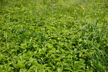 lawn with wild strawberry with green leaves isolated in sunny day, close-up