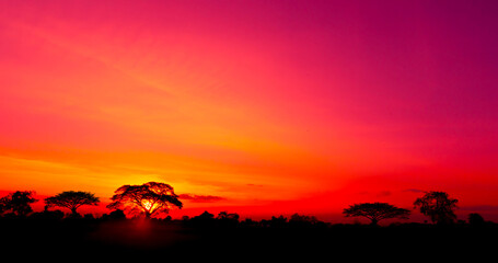 Amazing.dark tree on open field, dramatic sunset, typical African sunset with acacia tree in Masai Mara, Kenya.Panoramic African tree silhouette with sunset.On India.