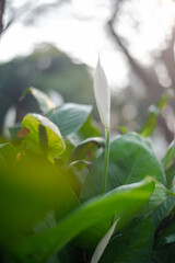 Decorative houseplant Spathiphyllum wallisii. Commonly known as peace lily.Very bright flower.auspicious wood.