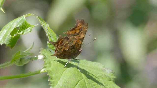 Comma butterfly resting on bramble leaf