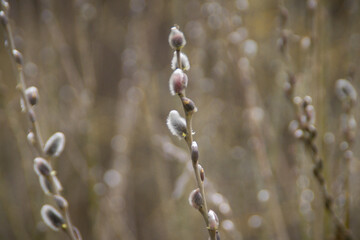 willow catkins in spring © TG Fotografie