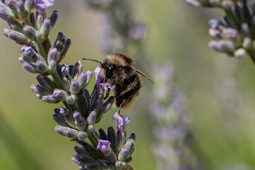 Buff-tailed bumblebee, bombus terrestris, collecting nectar pollen from flowering lavender plants