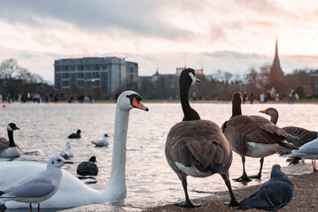 Beautiful mute swans with canada geese and seagulls perching at lakeshore in park with cloudy sky...