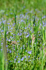Field of blue flowers, Veronica chamaedrys, germander speedwell. Herbaceous perennial species in the plantain family Plantaginaceae. Close up beautifull background. Amersfoort, the Netherlands
