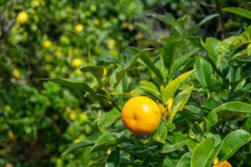 Close-up of an orange