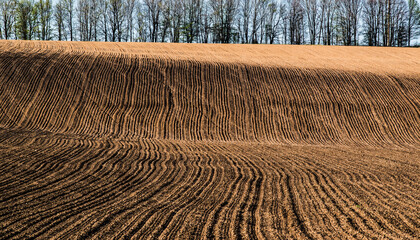 A plowed field on a hillside on the background of a row of trees  on a spring sunny day. Selective focus..