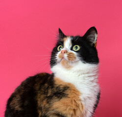 beautiful tricolored cat portrait in the studio