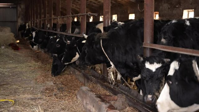 Cattle breeding. Cows eat straw on the farm